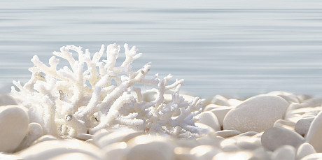 Декор Del Mare (24.9x50) DWU09DLM624